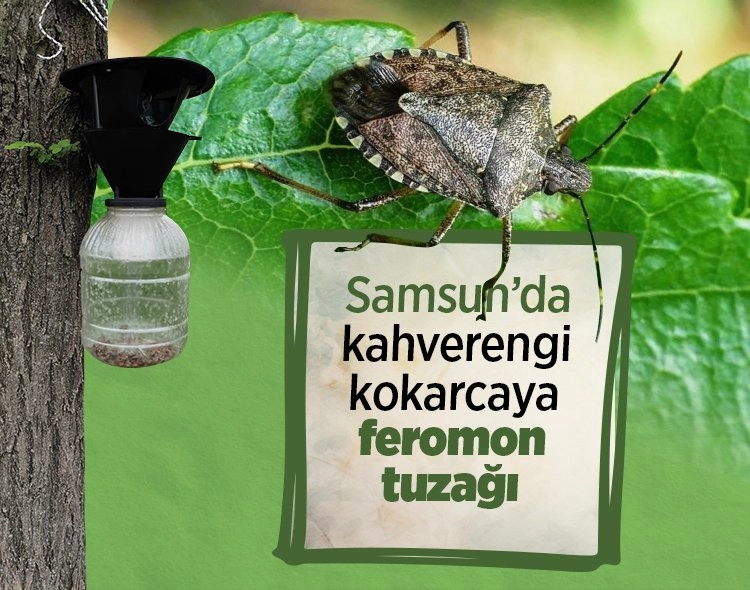 Samsun'da kahverengi kokarca ile mücadelede ağaçlara feromon tuzakları asılıyor Görseli