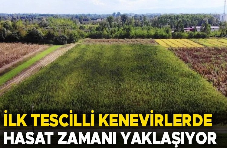 Türkiye'nin İlk Tescilli Kenevirlerinde Hasat Dönemi Görseli