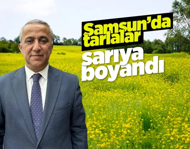 Samsun'da tarlalar sarıya boyandı Görseli
